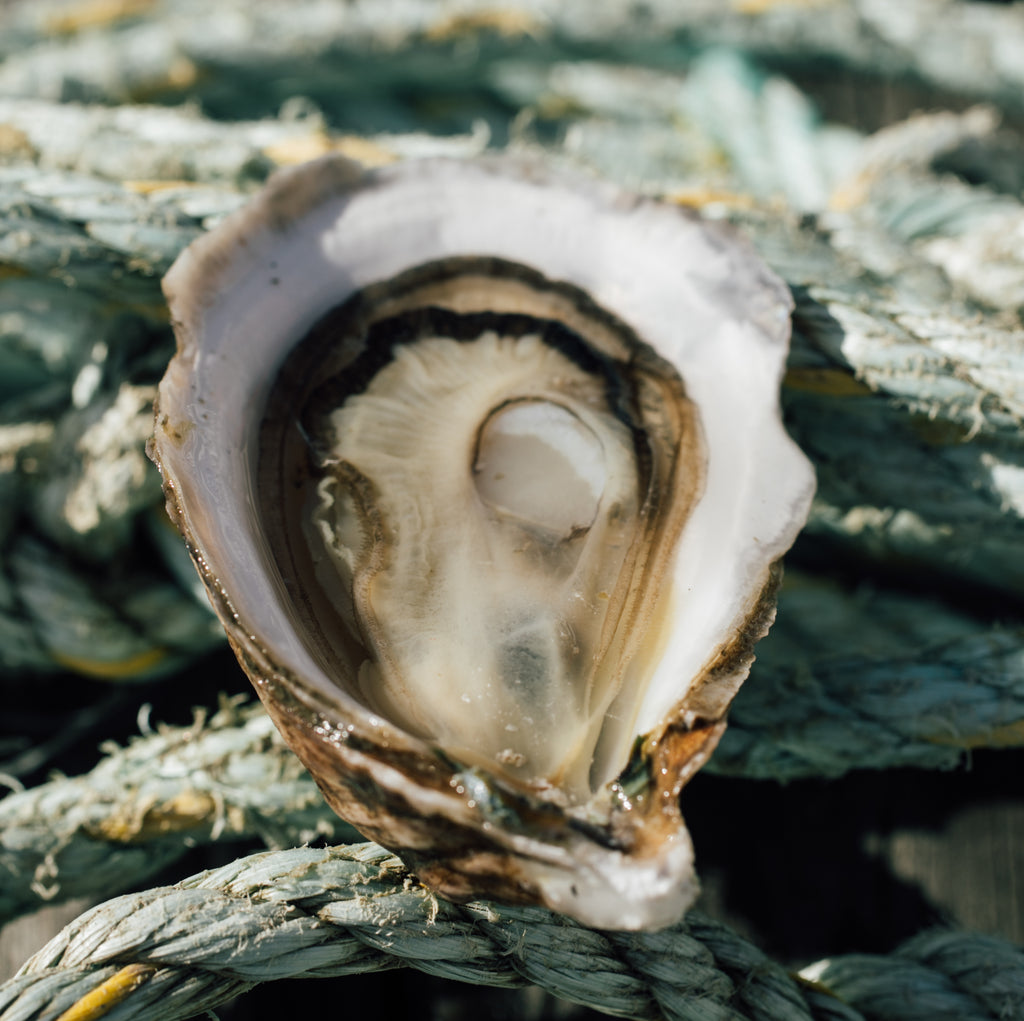 200 Count Bag of Local NJ Oysters Barnegat Oyster Collective