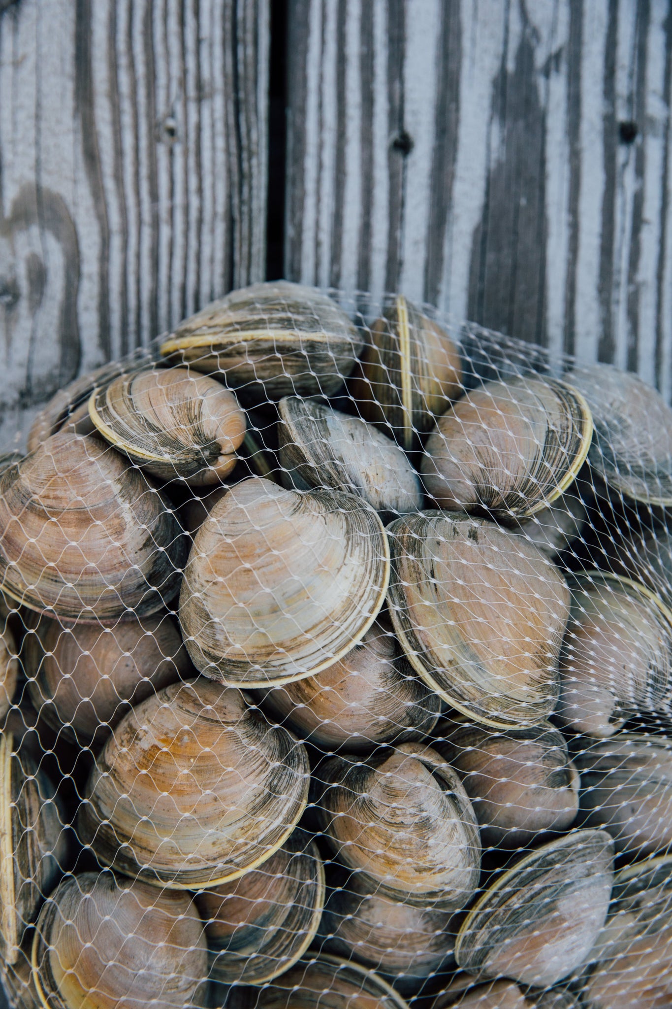 SALE: 25 Clams for $13!