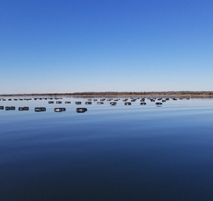 Sloop Point Oyster Party Pack