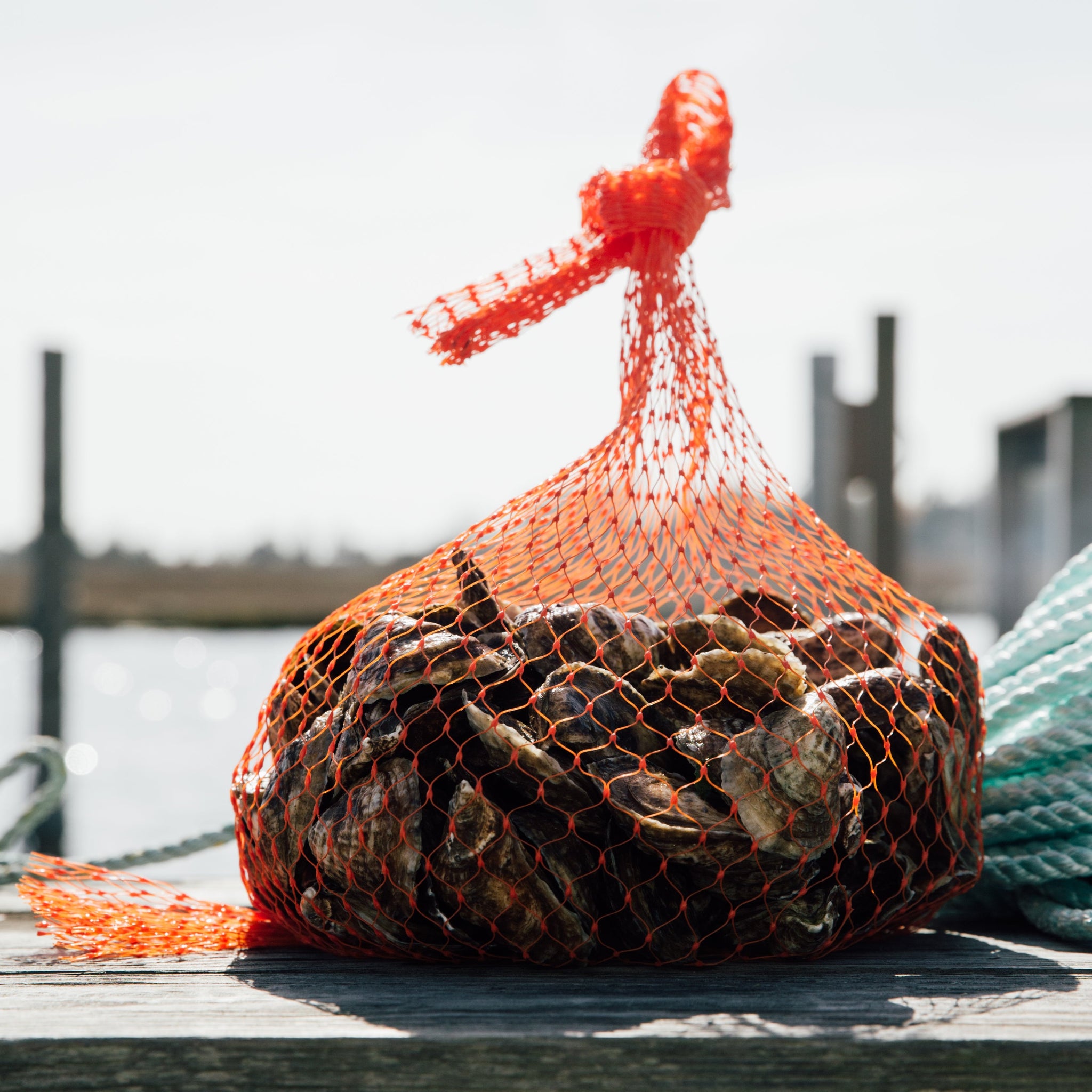 50 Count Bag of Local NJ Oysters – Barnegat Oyster Collective