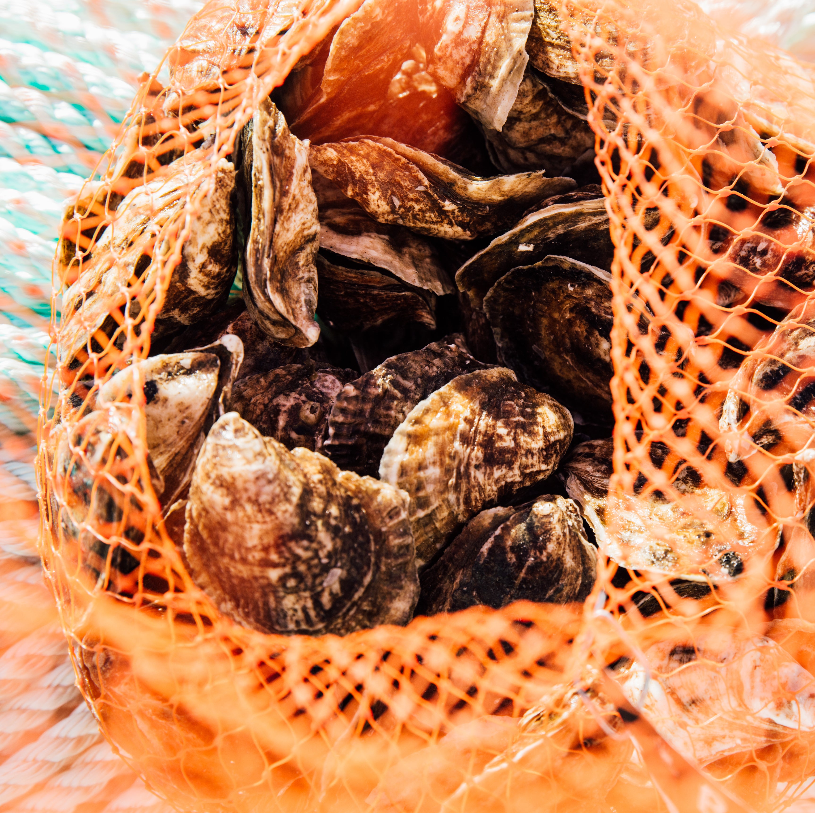 100 Count Bag of Local NJ Oysters – Barnegat Oyster Collective