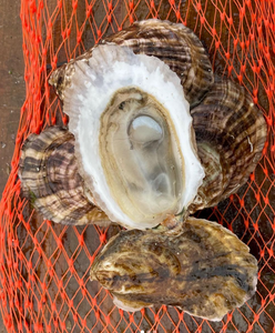 Laughing Gull Oyster Party Pack